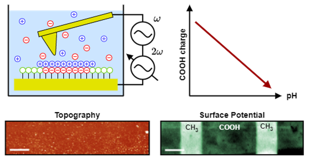 Figure1: Working principle of AC-KPFM for surface potential measurements in aqueous solutions.  The amplitude at 2𝜔 is controlled to nullify the cantilever deflection caused by the electrostatic interaction with the sample, resulting in a measurement of the local surface potential. The protonation state of the ionizable alkanethiol monolayers (stamped on a flat gold surface) is altered by the solution pH and measured by AC-KPFM. (scale bar: 10µm)